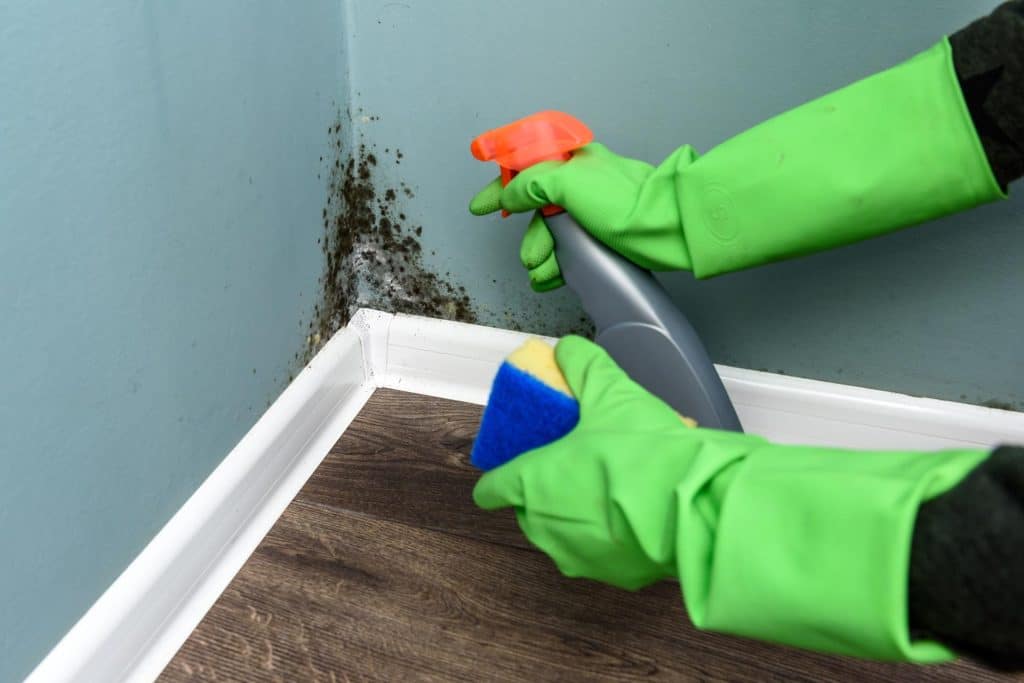 How Do You Know If Mold is Growing in Your House?