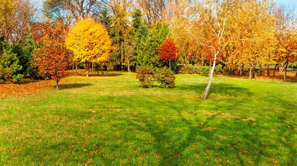 A spacious backyard with green grass surrounded by trees displaying vibrant autumn foliage in shades of yellow, orange, red, and green.