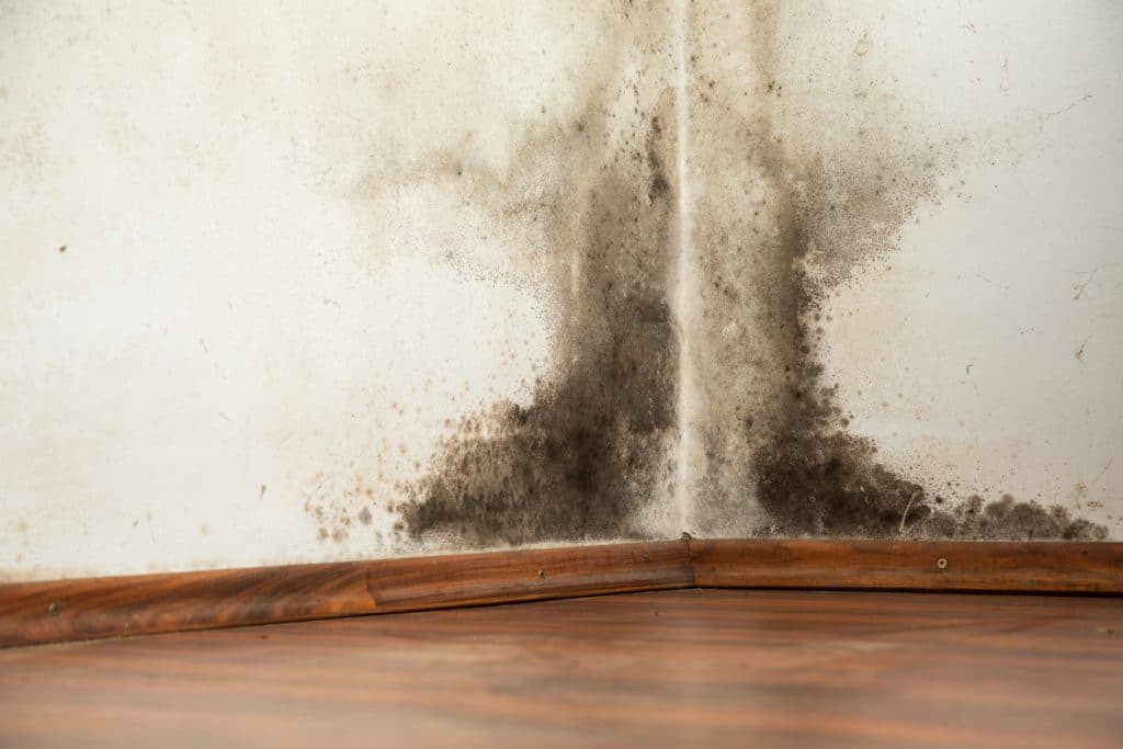 A wall corner with extensive black mold growth and dark moisture stains above a wooden baseboard and floor.